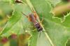 Macrophya rufipes